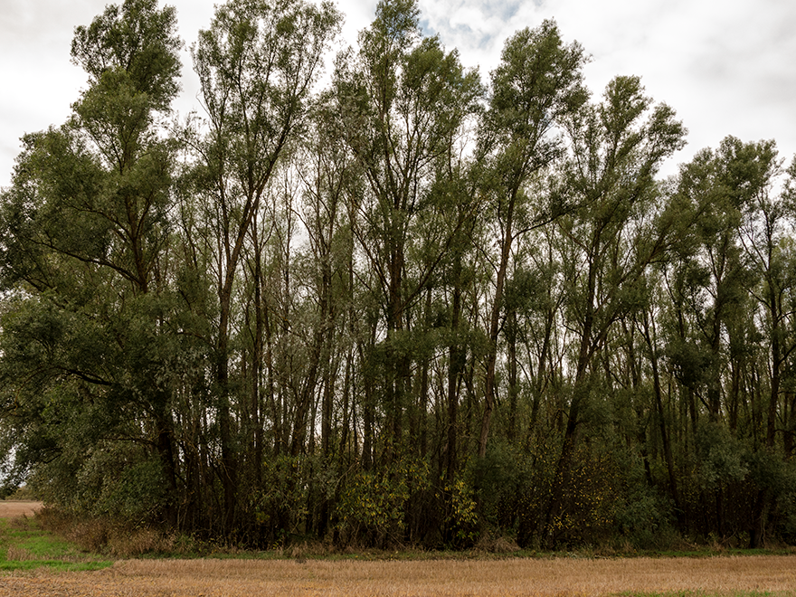 Knäckepilskogen i jordbrukslandskap 