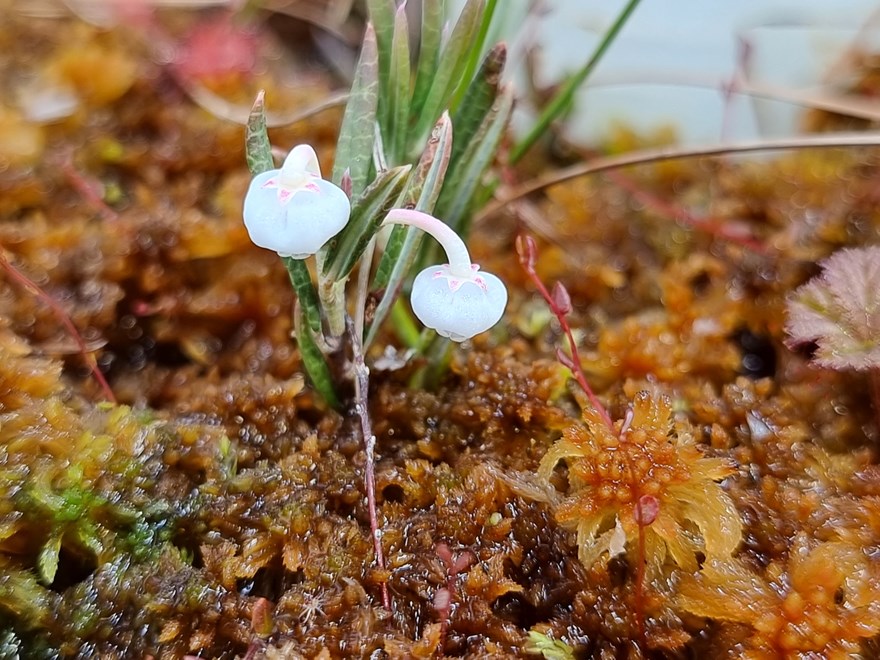 Climate room experiment peatland mesocosm