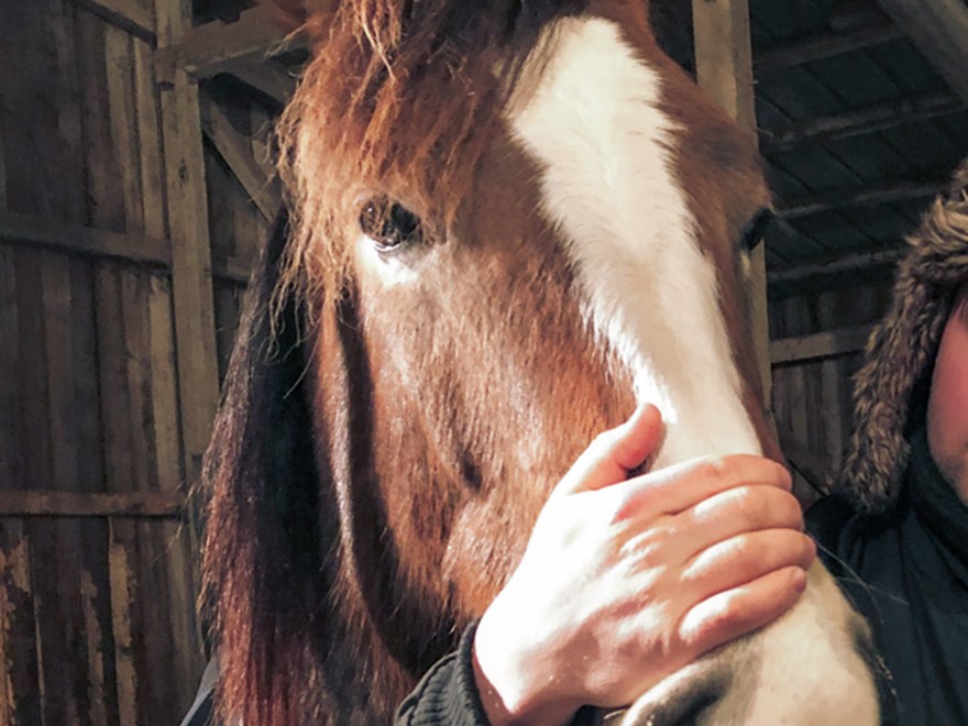 Horse head