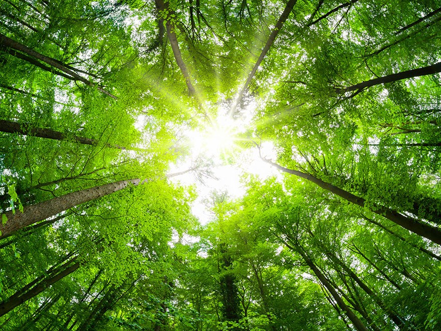 Sun peeking through the trees in a forest, photo.