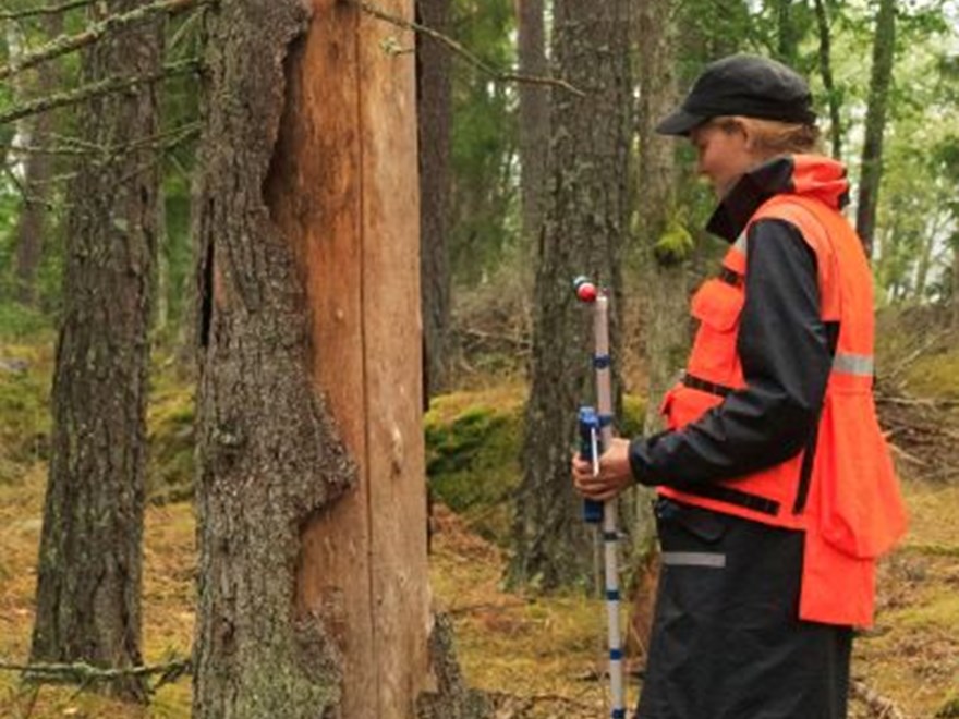 Inventering av granbarkborreskadat träd